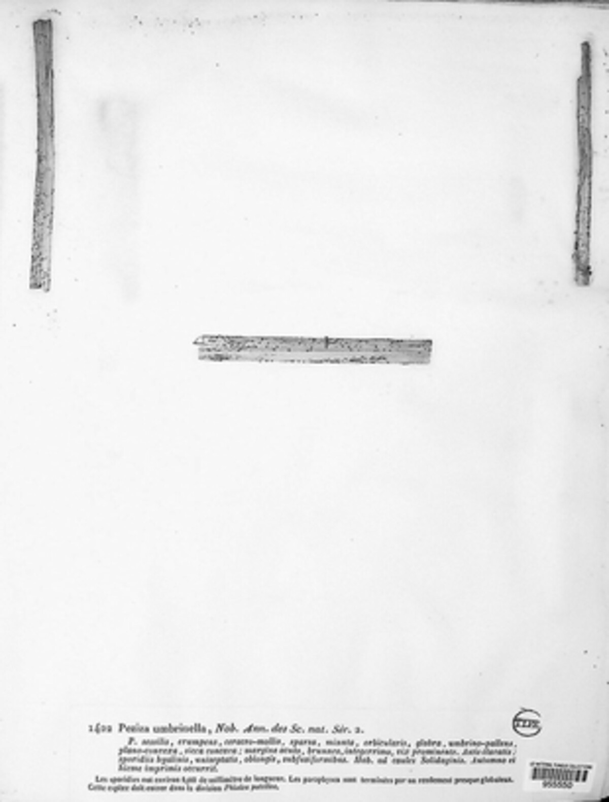Micropeziza umbrinella image